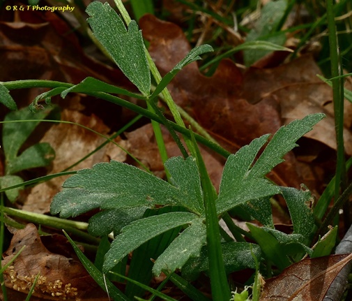 {Ranunculus septentrionalis}